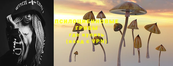 прущие грибы Абаза